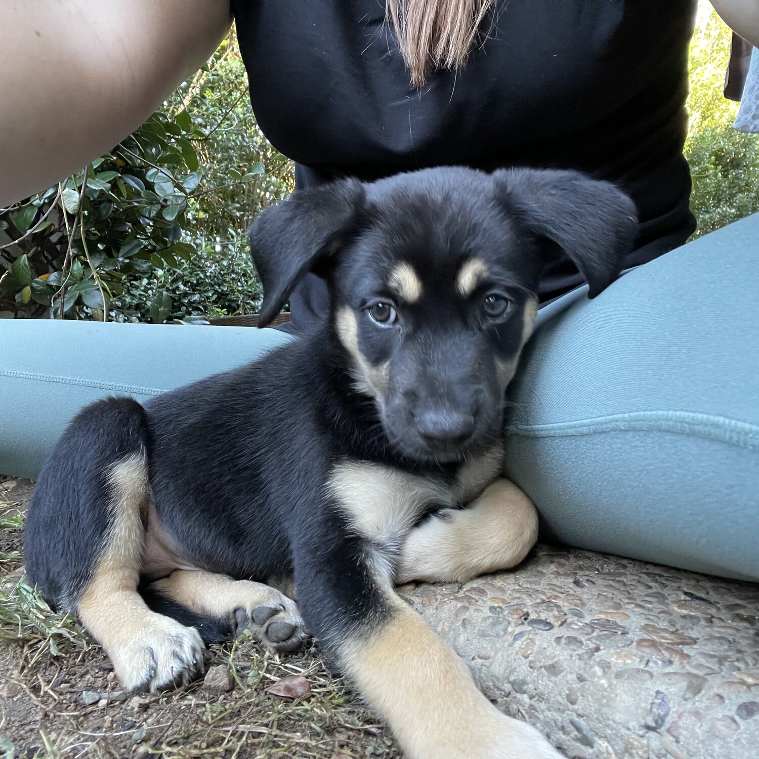 Kelpie x Kelpie/ Border Collie pups for sale