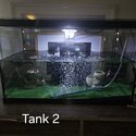 Very regretful sale :(  Turtles &amp; tanks-0