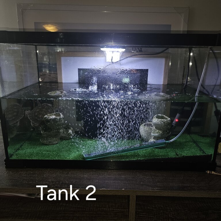 Very regretful sale :(  Turtles &amp; tanks