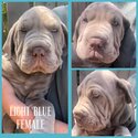 Neo mastiff x puppies- ready for forever homes -0