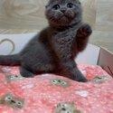 Four Grey Scottish Fold Kittens For Sale-2