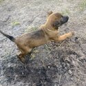 belgian malinois puppies -3