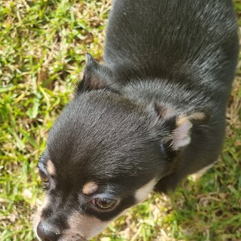 Purbread Chihuahua Puppie 