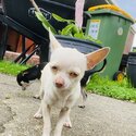 Purebred beautiful tiny chihuahua -2