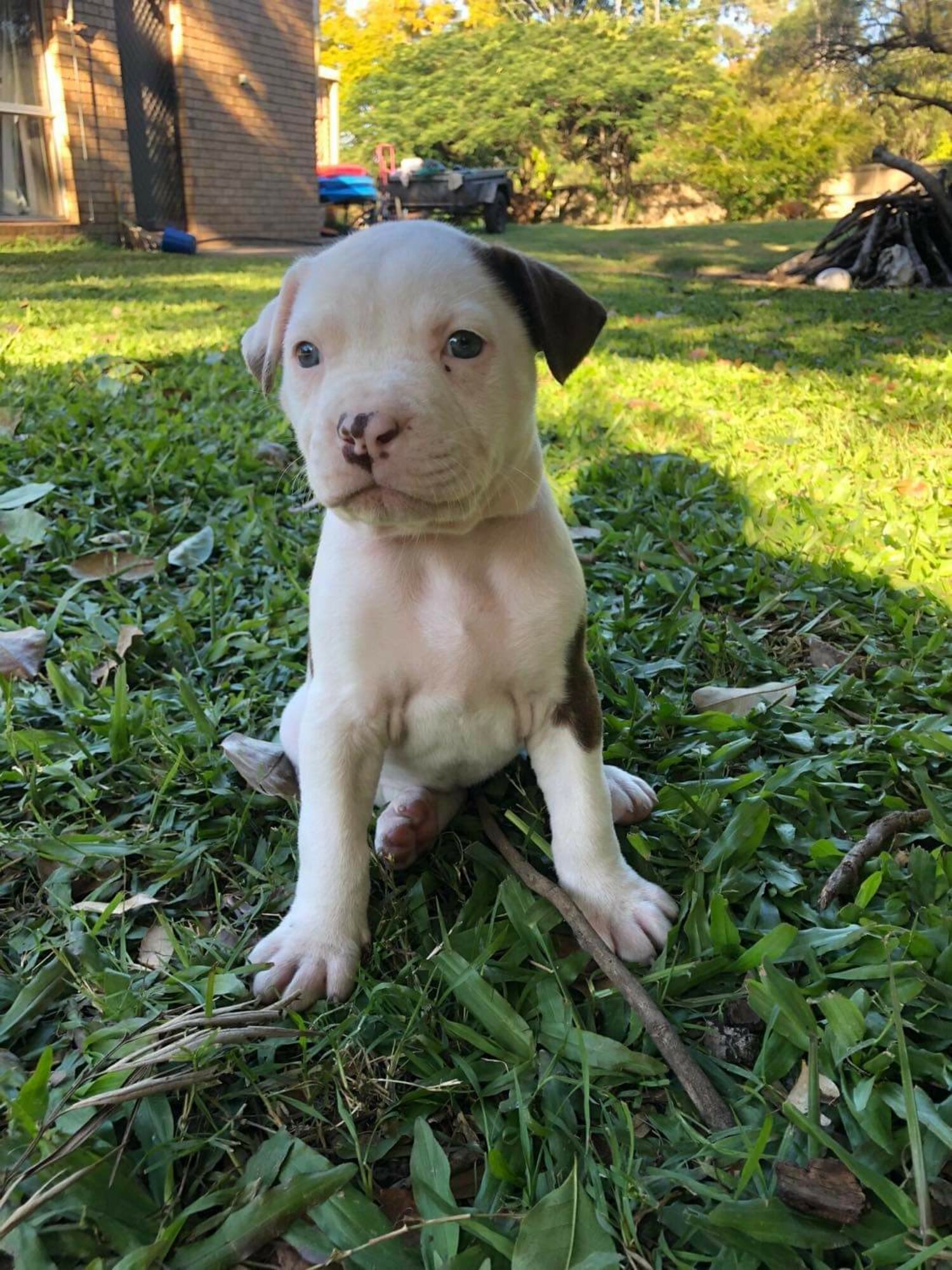 American bulldog pups