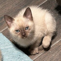 Burma-doll Kittens (Burmese x Ragdoll-5