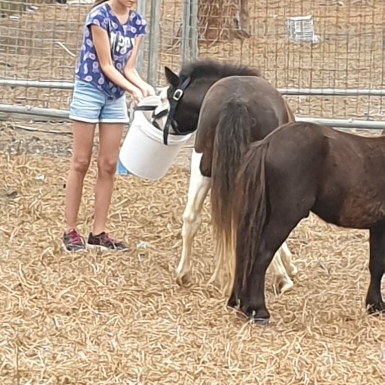 New home for our pony