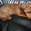 Miniature Dachsound 11 weeks old beautiful little boy,-1