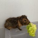 Baby Guinea pig for sale-3