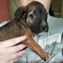 8 week old staffy puppies-4