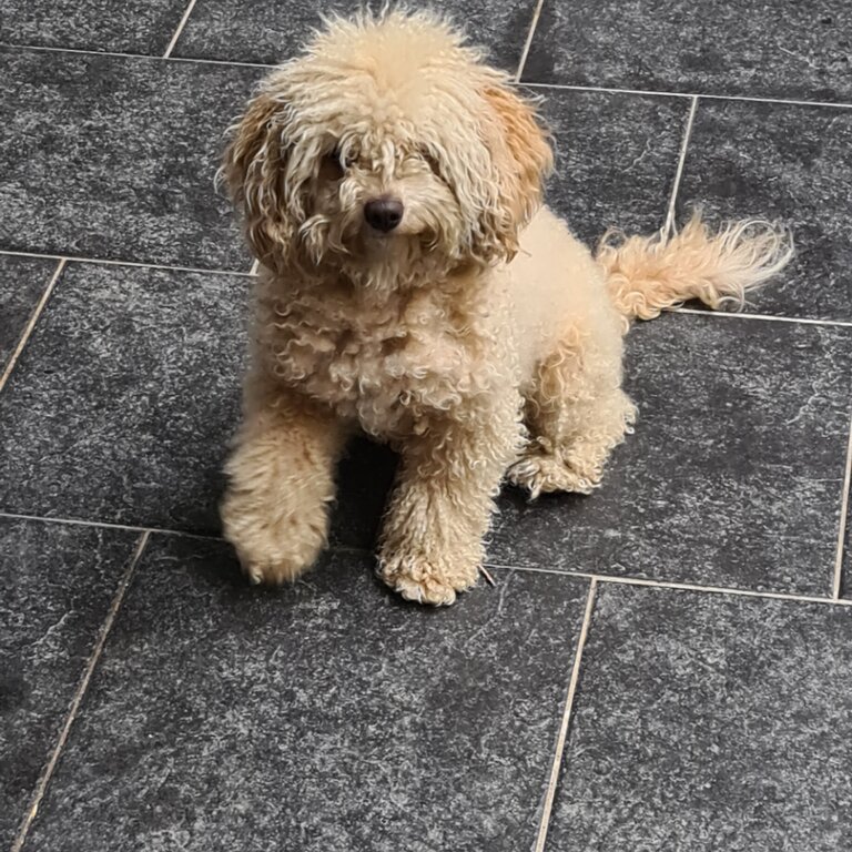 Friendly and Calm Cavoodle