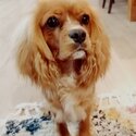 Gorgeous Cavalier king charles spaniel male -1