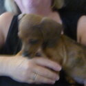 Miniature Dachsound 11 weeks old beautiful little boy,-2