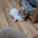 2 Rabbits for sale-5