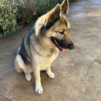 German Shepherd x Husky