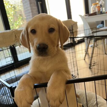 LOVELY Purebred Labrador