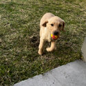 LOVELY Purebred Labrador