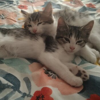 Rehoming two beautiful male kittens 