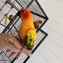 Hand raised sun conure parots -1