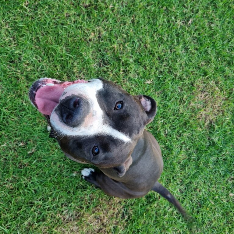 Charlie is a friendly male pure-bred staffashire bull terrier. 