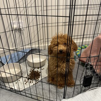 Red toy poodle 