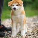 Japanese Shiba Inu Puppies  male and female white and brown -1