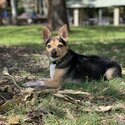 Mini fox terrier x chihuahua -1