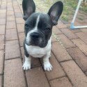 3 month old french bulldog puppy-1