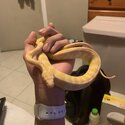 Albino Darwin Python size XL-2