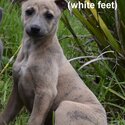 Healthy strong pure bred whippet puppies ready for forever home's.-2