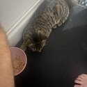 Rescued cat Free to good home -0