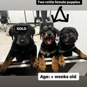 Two female Rottweiler puppies -1