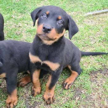 Rottweiler 