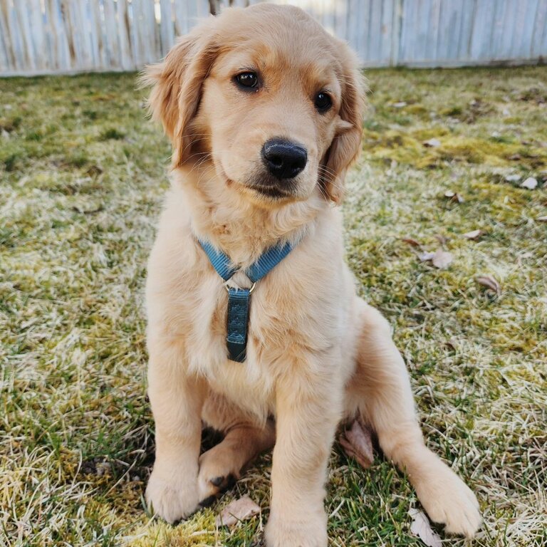 Golden Retriever's Purebred