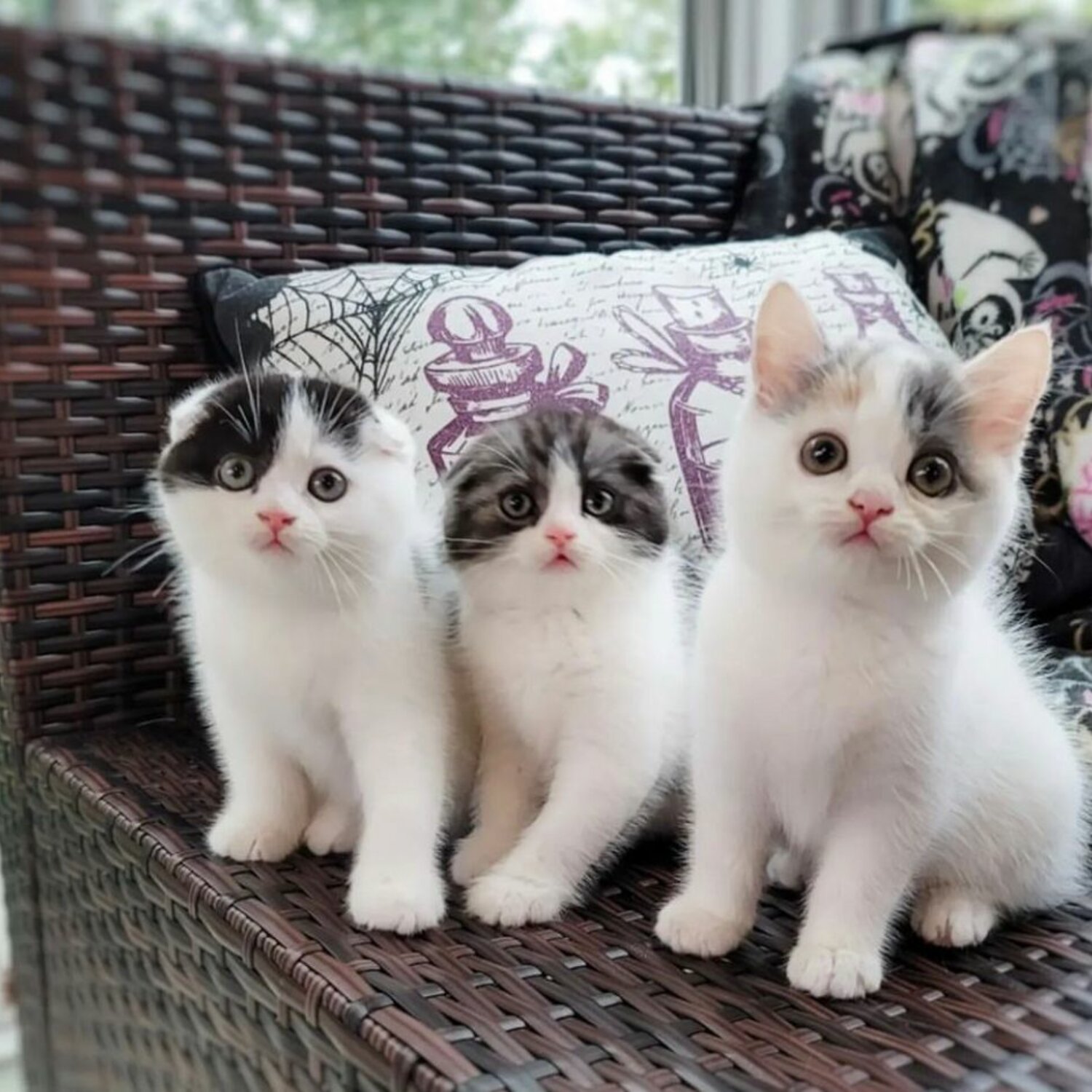 Scottish Fold Kittens For Sale