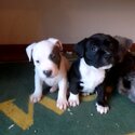 Staffy X pocket bully puppies-3