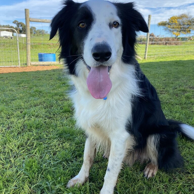 Border Collie 