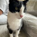 Domestic Shorthair Looking For A New Home!-2