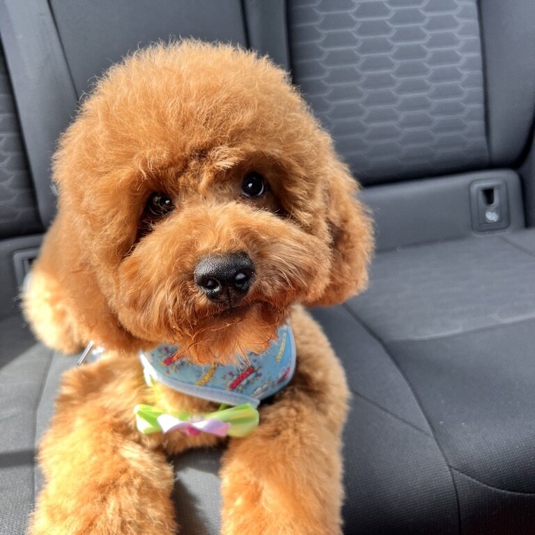 TOY CAVOODLE 