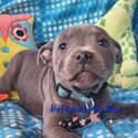 Purbread Staffordshire Bull Terrier puppies-0