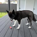 Pomsky 9 Months Old-5