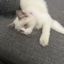 Ragdoll kitten-4