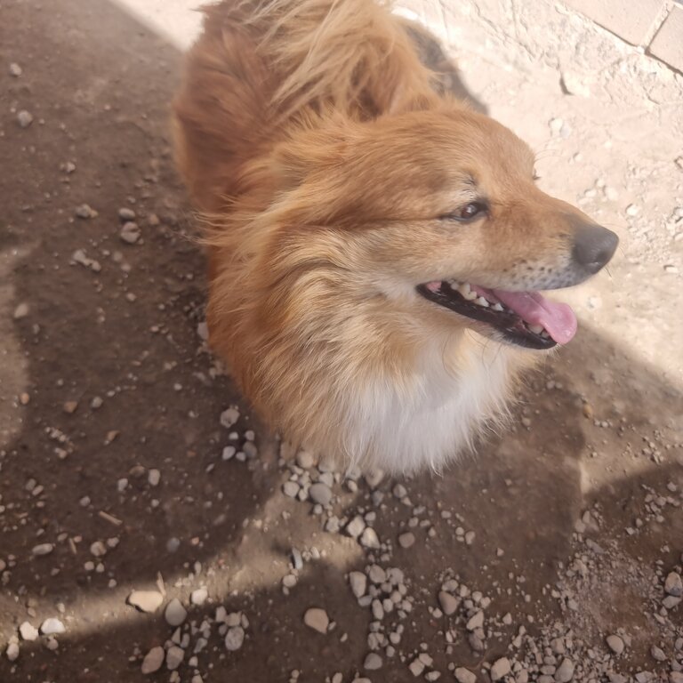 Pomeranian Cross Jack russell