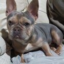 Stunning Pure-bred Lilac &amp; Tan French Bulldog -2