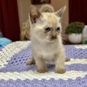 Burma-doll Kittens (Burmese x Ragdoll-4