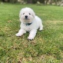 Pure Bred Maremma Sheepdog puppies for sale-3