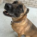 Loving dog in need of new home-1