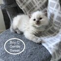 Family Ragdoll litter of 5 super cute-3