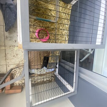 Two black, female guinea pigs in good health