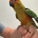 Green Cheek Cinnamon Conure + toys +  food-4